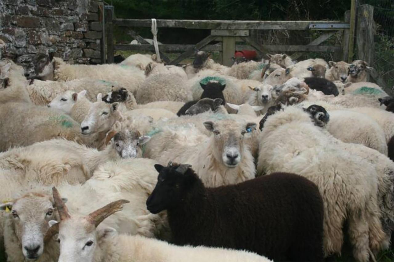 Coynant Farm Guesthouse - Farm Park Stay Swansea Bagian luar foto