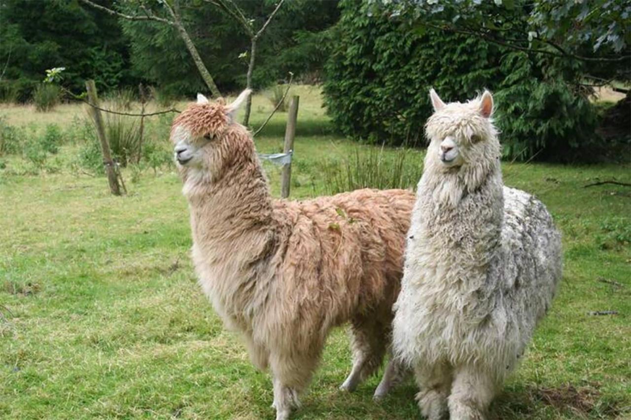 Coynant Farm Guesthouse - Farm Park Stay Swansea Bagian luar foto