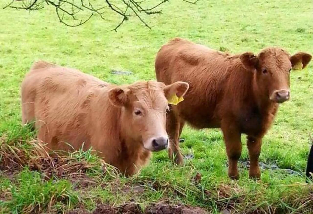Coynant Farm Guesthouse - Farm Park Stay Swansea Bagian luar foto