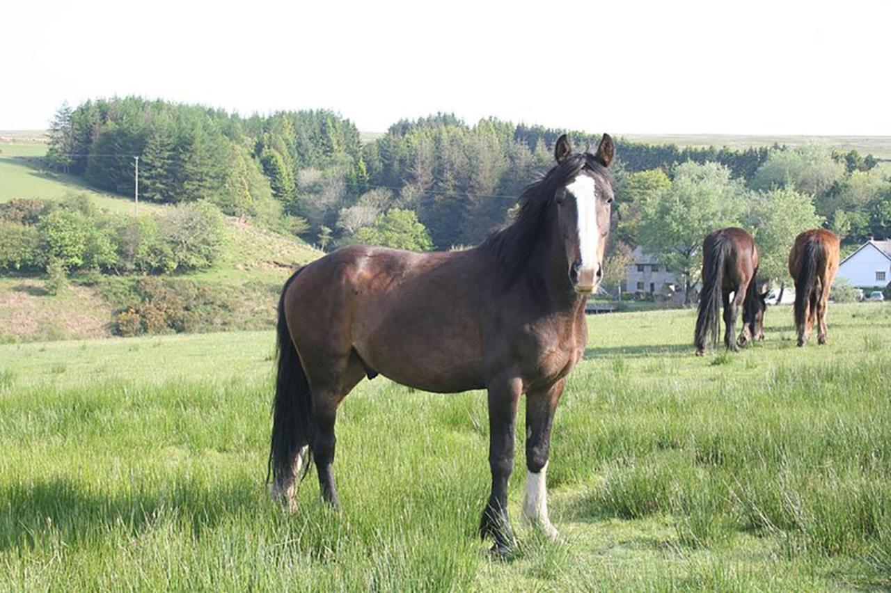 Coynant Farm Guesthouse - Farm Park Stay Swansea Bagian luar foto